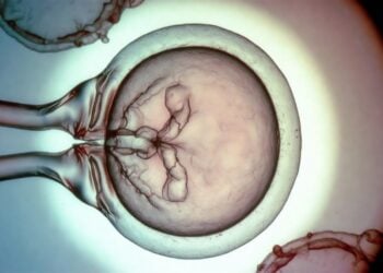 生殖醫學重大突破！Conception 成功將「血液」轉化為早期人類卵子，打造 3D 迷你卵巢