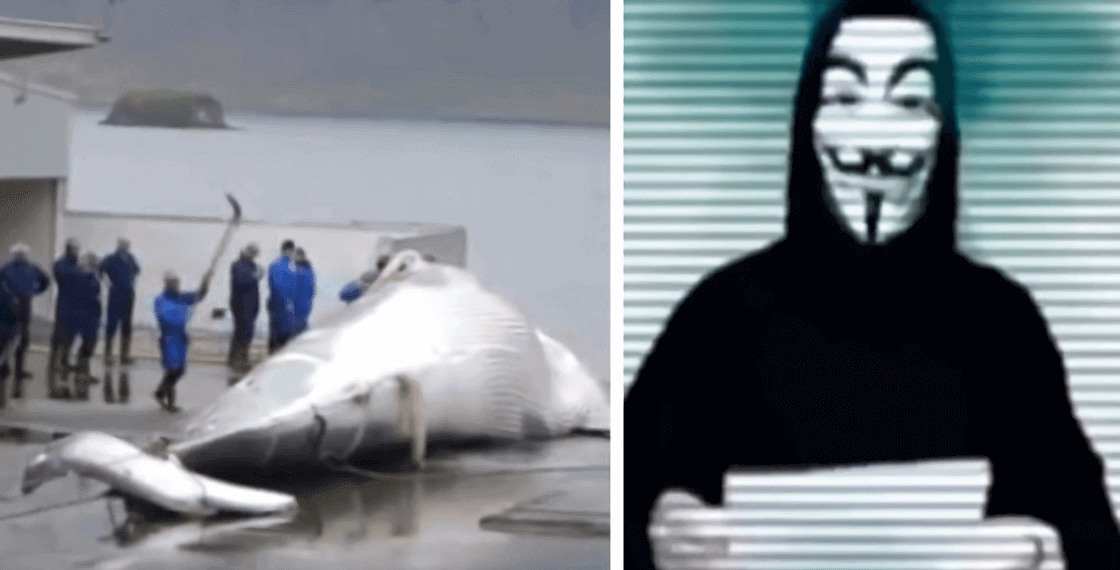 Iceland Kills Whales, So Anonymous Hackers Shut Down Its Government’s Websites | 動區動趨-最具影響力的區塊鏈新聞媒體 Iceland Kills Whales, So Anonymous Hackers Shut Down Its Government’s Websites