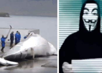 Iceland Kills Whales, So Anonymous Hackers Shut Down Its Government’s Websites