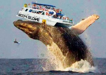 Ripple 瑞波幣 XRP